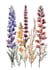 illustrate best botanical illustration