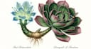 illustrate best botanical illustration