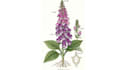 do a botanical illustration