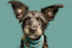 create a fairy tale disney style pet portrait