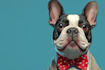 create a cute and colorful disney pet portrait
