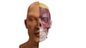 3d accurate anatomy models