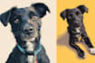 transform your pet into a disney style character