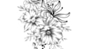 draw fineline botanical delicate flowers
