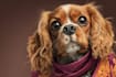 turn your pet into a magical disney character