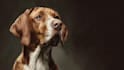 create animal and pet illustration