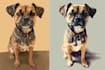 illustrate your pet in disney pixar style