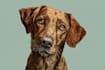 draw a awesome pet portrait, dog portrait cat portrait