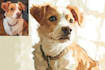make a magical disney style dog or cat portrait