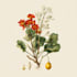 create a botanical illustration based on your idea