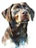 draw your dog or any pets into cartoon