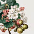 make a botanical illustration and flower art for you