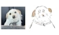 doodle your pet in silly style