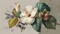 do botanical illustration in photoshop