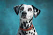 draw your pet as a disney style portrait