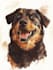 draw an awesome pet or animal