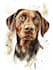 make a custom pet portrait, dog portrait, cat portrait