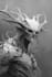 draw fantasy art creatures and characters