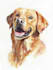 create a custom pet portrait, dog, cat