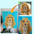 paint a realistic pet portrait