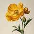 hand draw botanical illustrations