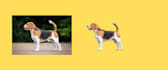 remove background from pictures