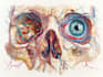 create accurate medical, anatomy, surgical illustrations