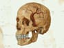 draw detailed medical illustrations