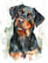do amazing digital pet portrait painting