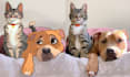 draw your pet into a disney illustration