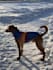 create dog content for social media