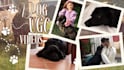create pet ugc video with real dogs italian
