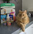 create video ugc with my 2 cats