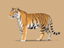 create vector tiger animal illustration