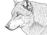 draw your wolf character