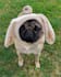 create engaging pet ugc video ads with my charismatic pug