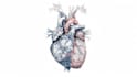 draw precise medical illustration