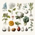 draw realistic plants, vegetables, fruits