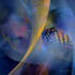 digital professional abstract art