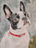 create a digital art pet portrait
