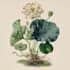 illustrate best botanical illustration