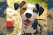 do a custom pet portrait, dog portrait, cat portrait