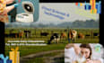 do best dairy field
