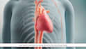 create 3d medical animation cardiovascular tavr heart aortic valve visualization