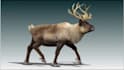 create realistic 3d animal animation creature model xgen fur and rigging