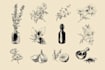 design botanical food illustrations in vector or digital