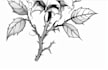 make a traditional japanese irezumi tattoo