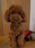 create pet ugc videos with my poodles