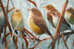 draw any bird species for you