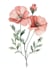 draw botanical illustration flower, plant